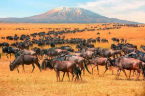 Maasai Mara Safari