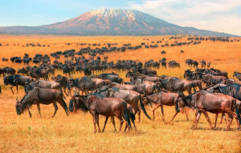 Maasai Mara Safari