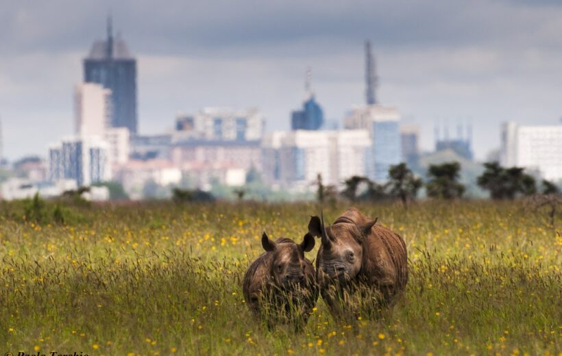 Nairobi National Park Game Drive